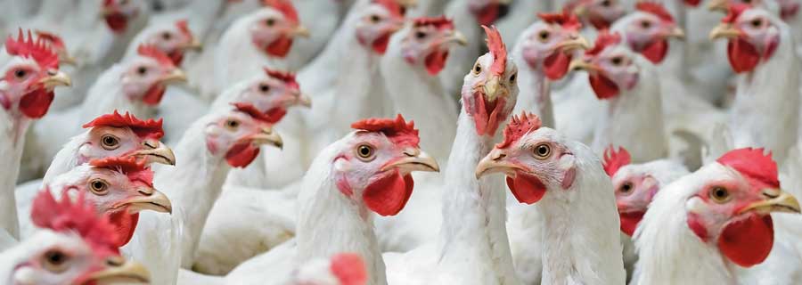 Coronavirus e avicultura na saúde pública